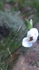 Iridaceae