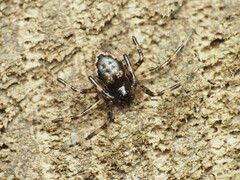 Euryopis funebris