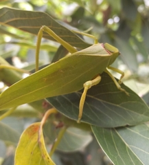 Stilpnochlora