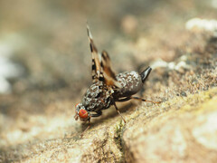 Pseudotephritis vau