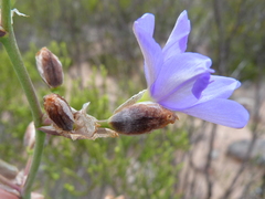 Aristea inaequalis
