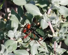 Eupompha fissiceps