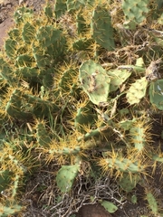 Opuntia stricta