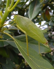 Stilpnochlora