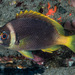 Coral Monocle Bream - Photo (c) François Libert, some rights reserved (CC BY-NC-SA), uploaded by François Libert