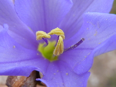 Aristea inaequalis