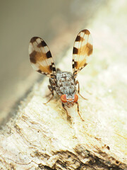 Pseudotephritis vau
