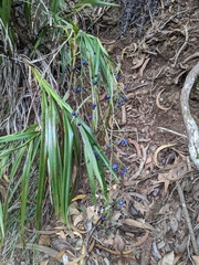 Dianella sandwicensis