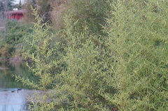 Artemisia scoparia