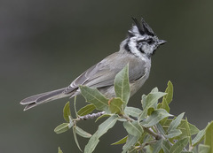 Baeolophus wollweberi