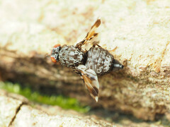 Pseudotephritis vau