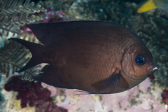 Acanthochromis polyacanthus