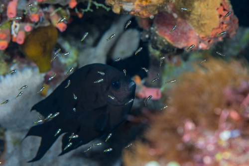 Damselfish (Acanthochromis polyacanthus) — Pomacentridae — 4