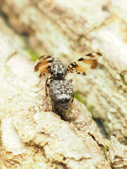 Pseudotephritis vau