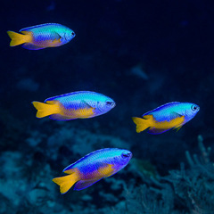 Pomacentrus coelestis