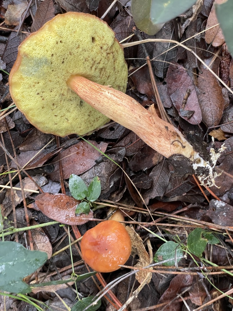 Hemileccinum in August 2022 by Jonathan Frank · iNaturalist