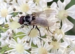 Anthomyia procellaris