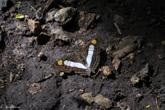 Doxocopa laure laure