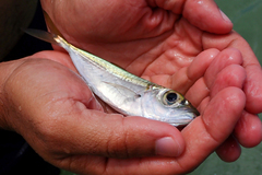Selar crumenophthalmus