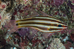 Ostorhinchus angustatus