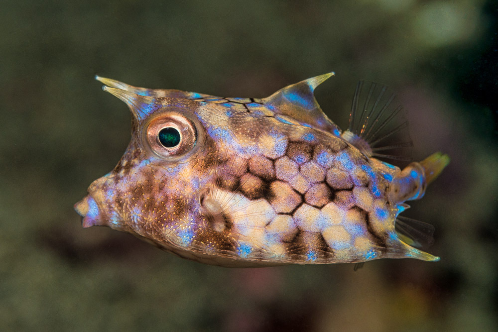 Thornback Cowfish