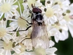 Anthomyia procellaris