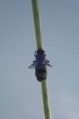 Entomophthora