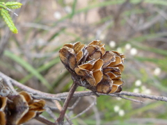 Aristea inaequalis