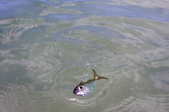 Selar crumenophthalmus