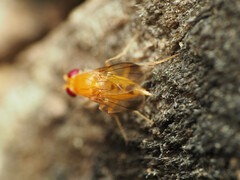 Sobarocephala flaviseta