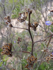 Aristea inaequalis