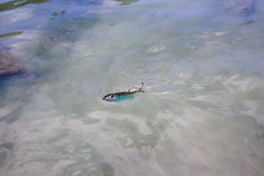 Selar crumenophthalmus