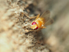 Sobarocephala flaviseta