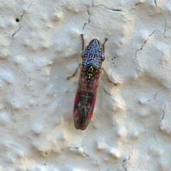 Homalodisca liturata