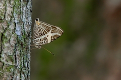 Colobura dirce