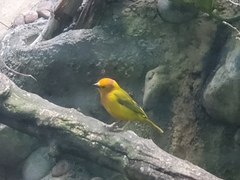 Ploceus castaneiceps
