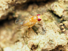 Sobarocephala flaviseta