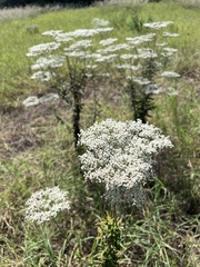 Eriogonum multiflorum