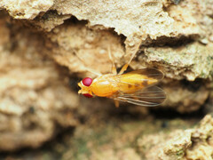 Sobarocephala flaviseta