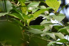 Ramphocelus passerinii