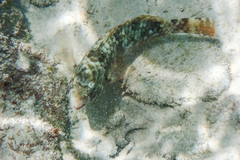 Sparisoma