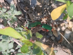 Eupompha fissiceps