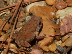Anaxyrus fowleri