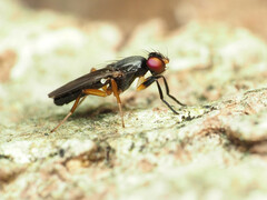 Heteromeringia nitida