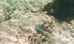 Sparisoma