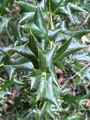 Ilex