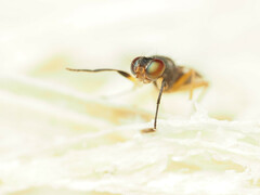 Heteromeringia nitida