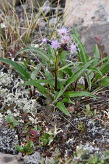 Saussurea tilesii