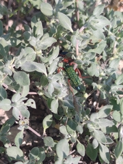 Eupompha fissiceps