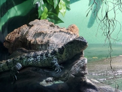 Shinisaurus crocodilurus